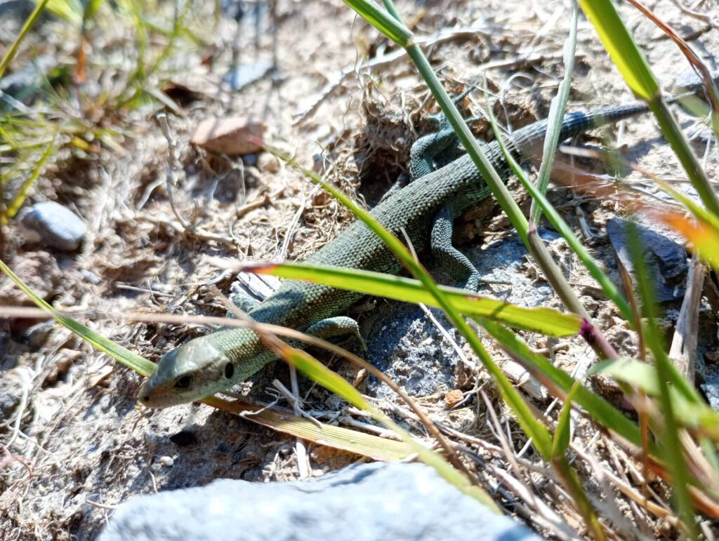 Common Lizard 1920x1446