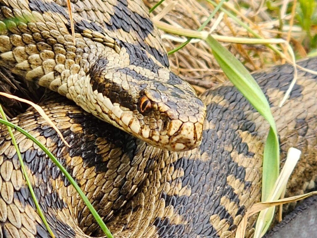 Adder 1920x1440