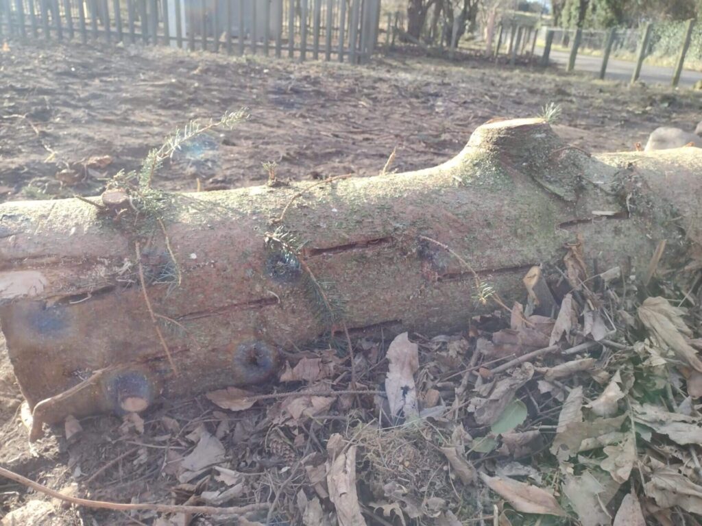 Enhancing The Ecological Value Of Felled Timber 1 1920x1440