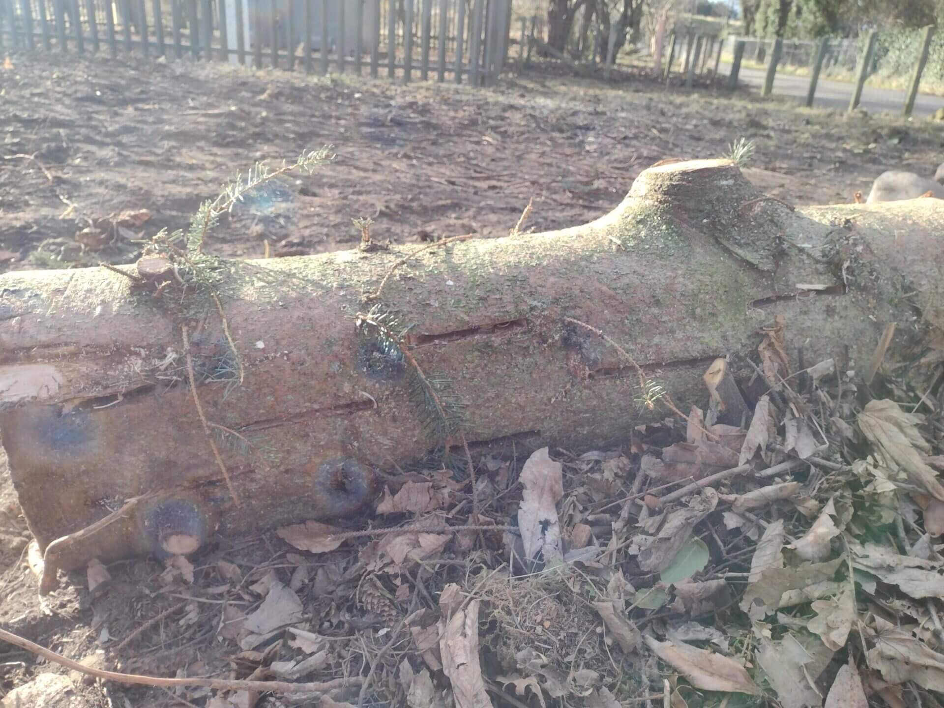 Enhancing The Ecological Value Of Felled Timber 1 1920x1440