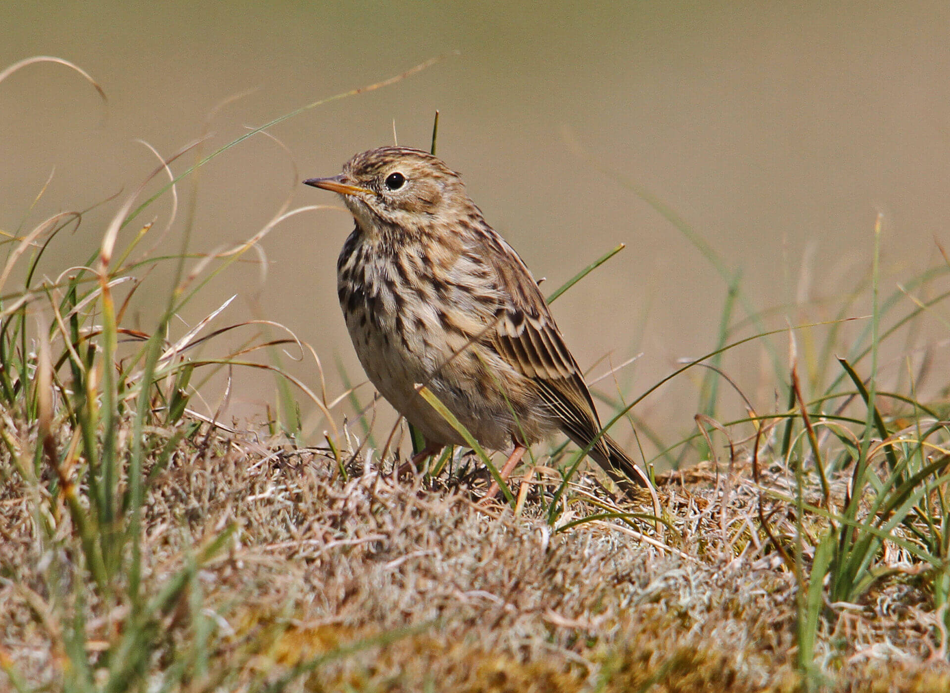 Meadow Pipit Anthus Pratensis 1920x1402