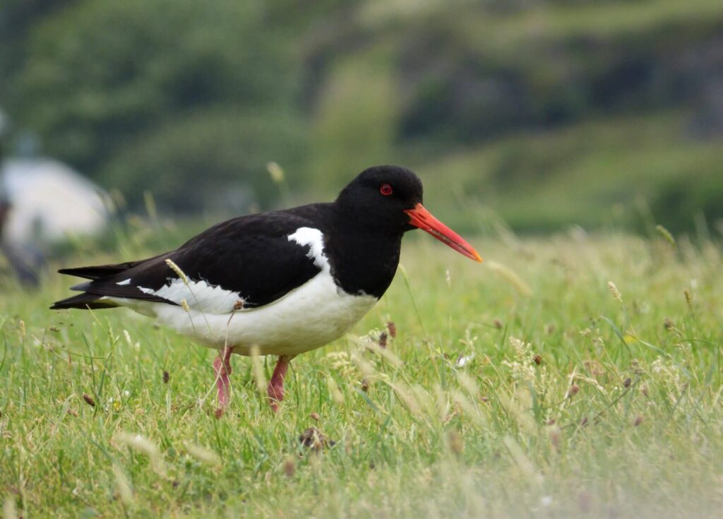 Oyster Catcher 1920x1379