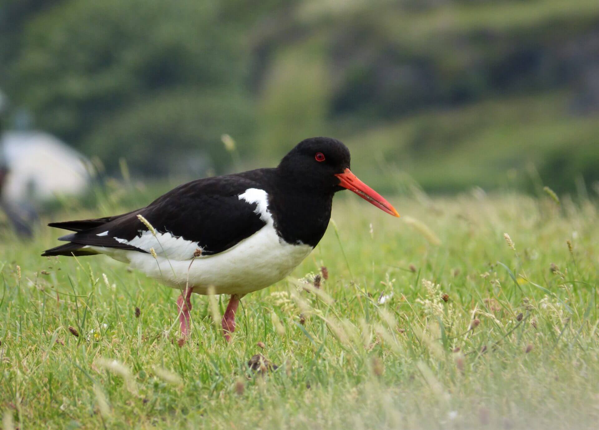 Oyster Catcher 1920x1379