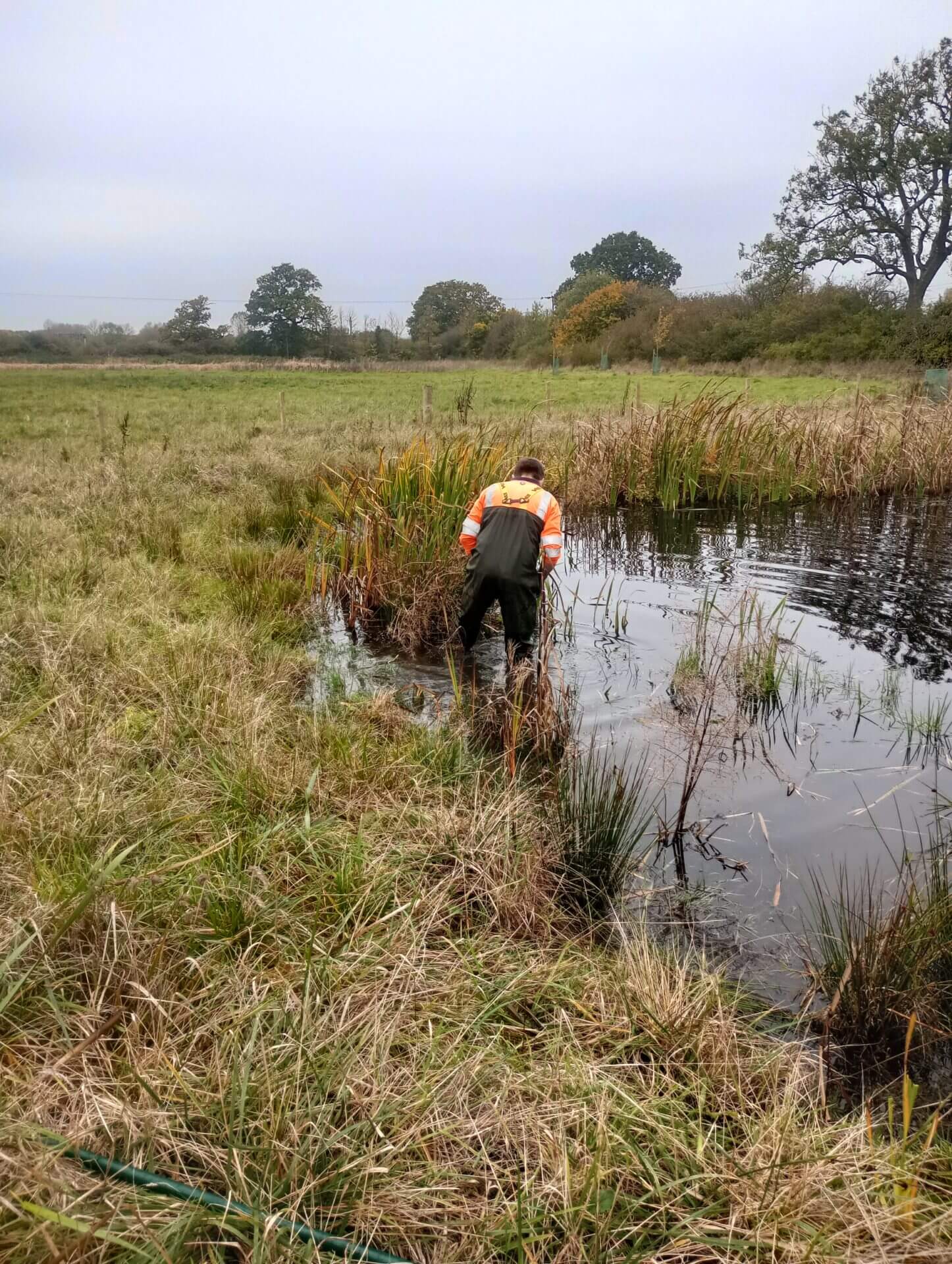 Pond Planting 2 1446x1920