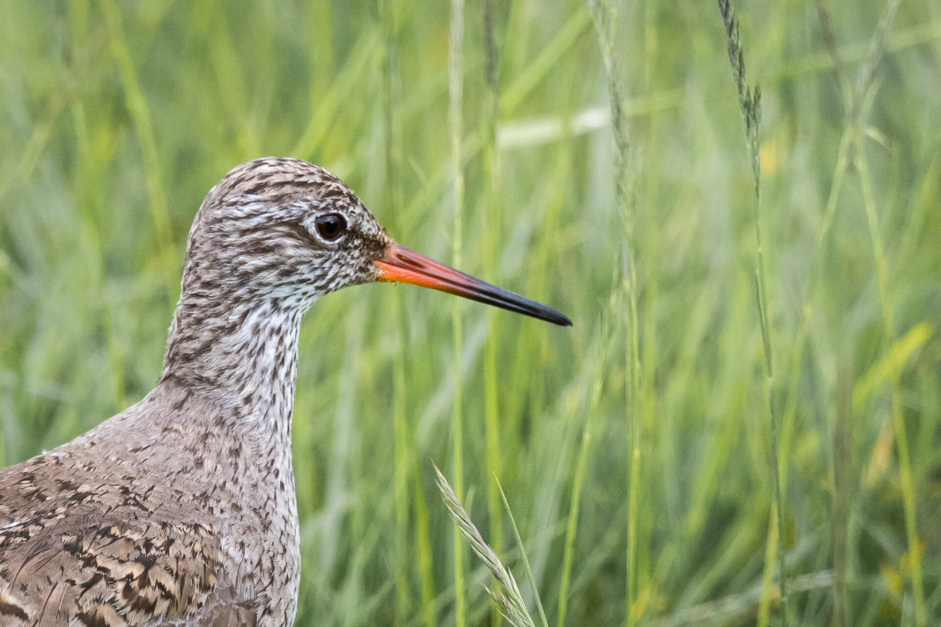 Redshank 1920x1280