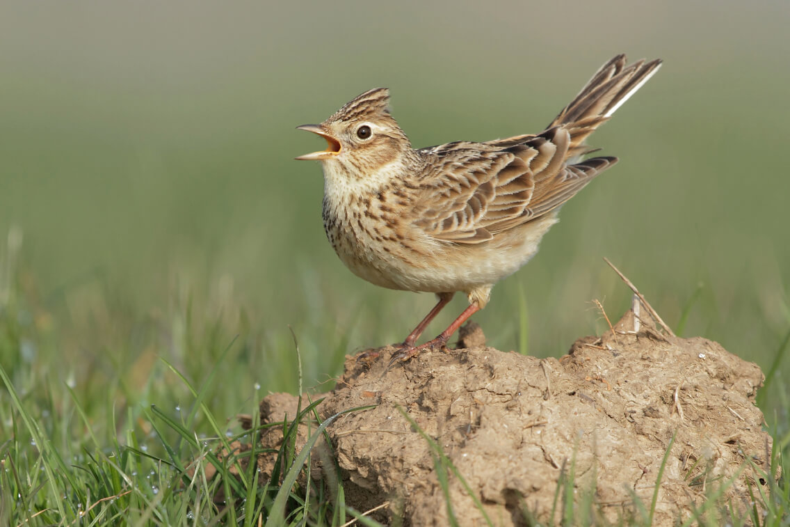 Skylark