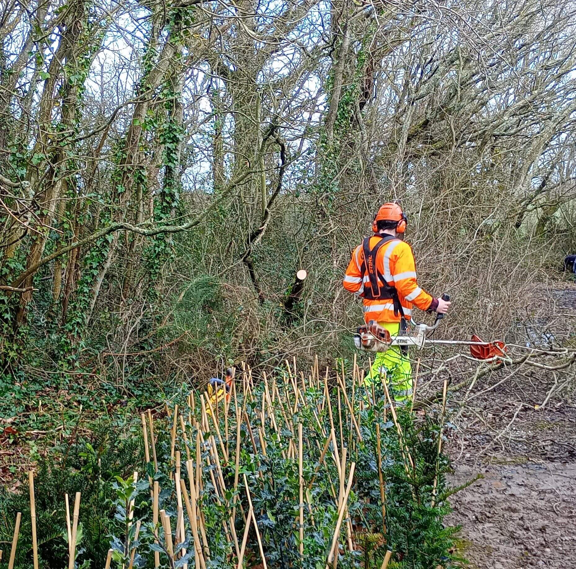 Understory Management For Whip Planting 1