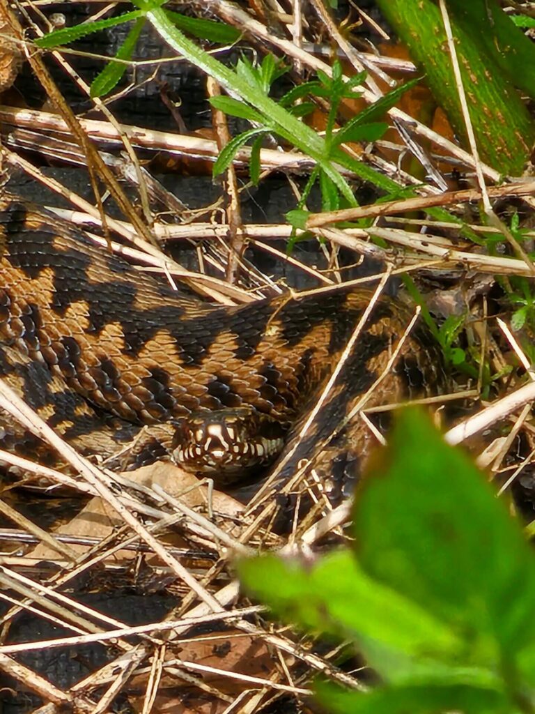 Adder Translocation 1440x1920