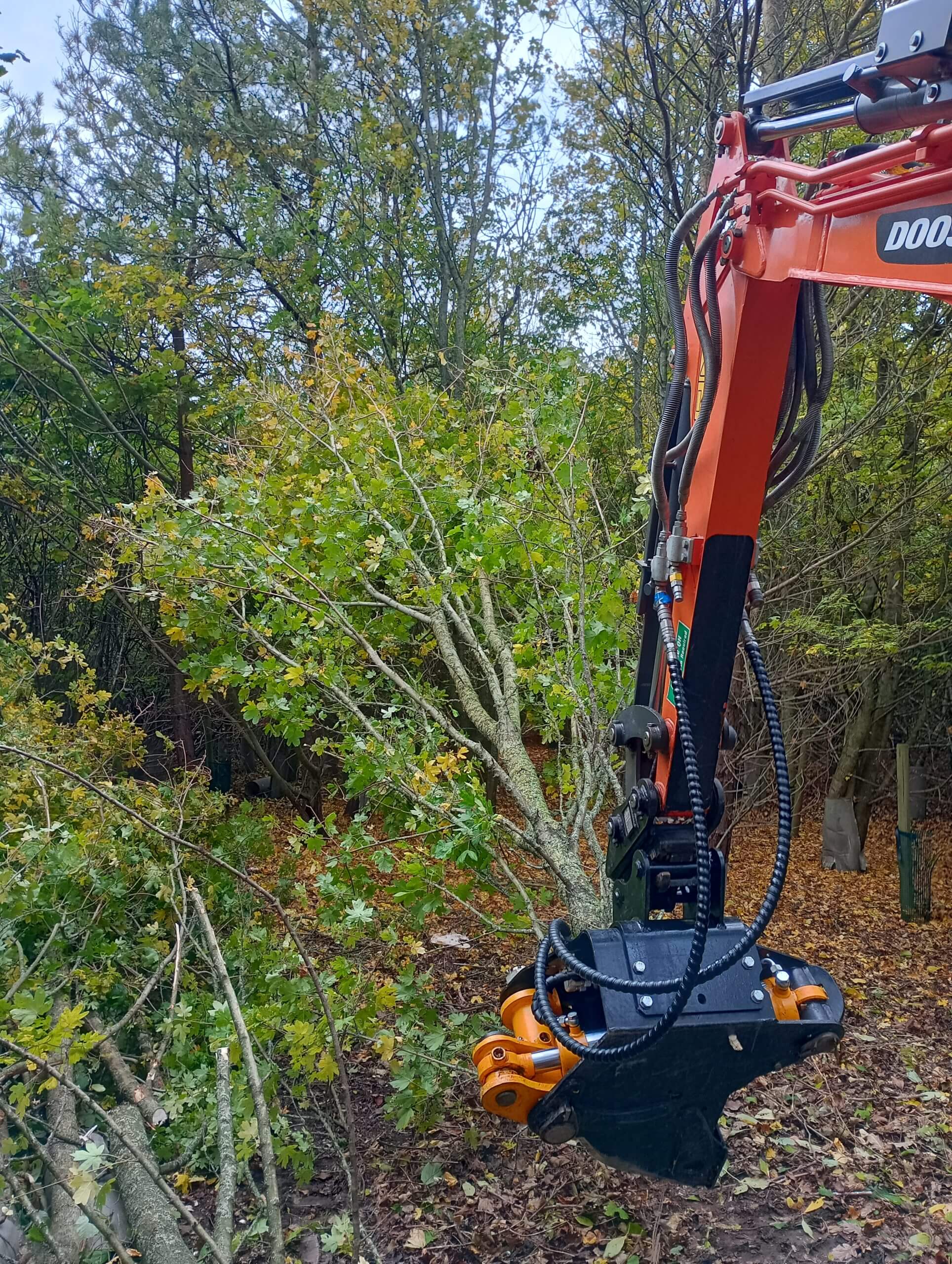 Tree Shear Scaled