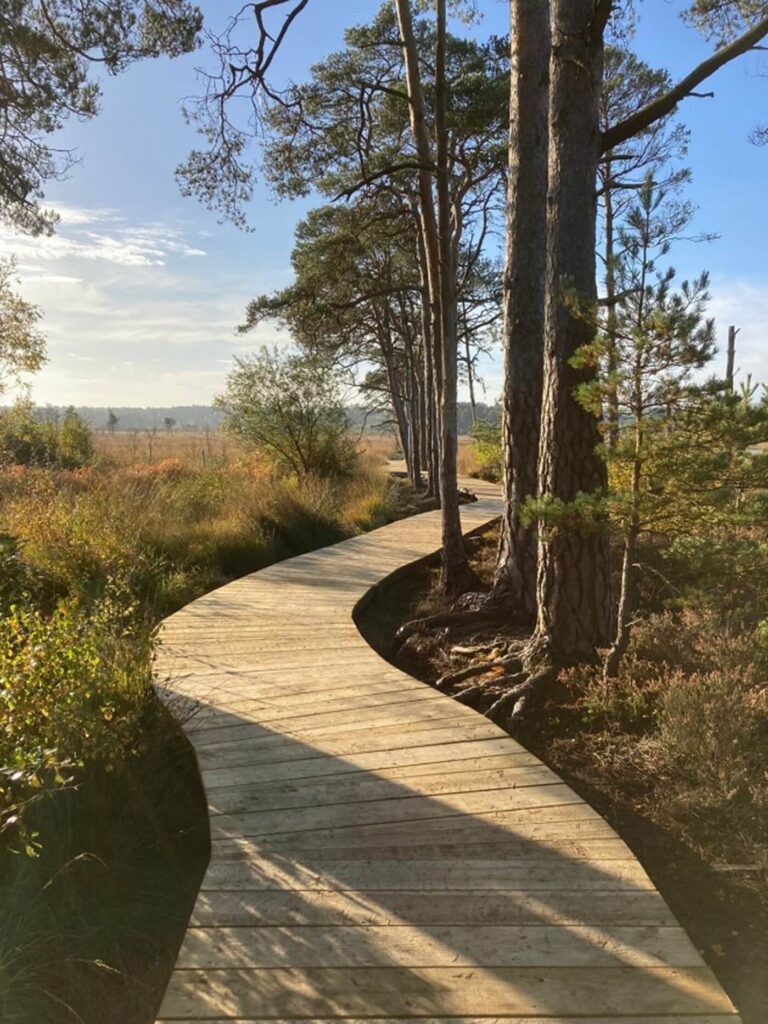 Thursley Hero Image (1)