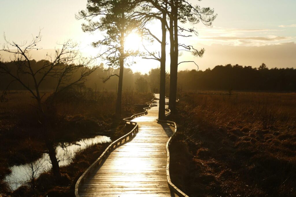Thursley Boardwalk In Sunlight 1920x1280