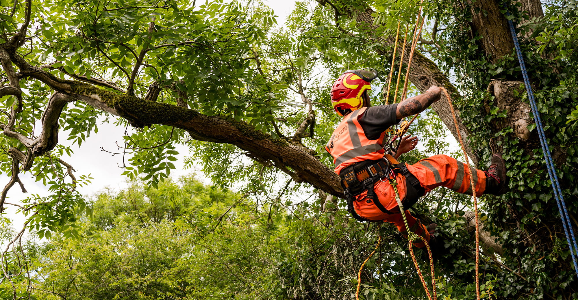 Tree Climb (1)