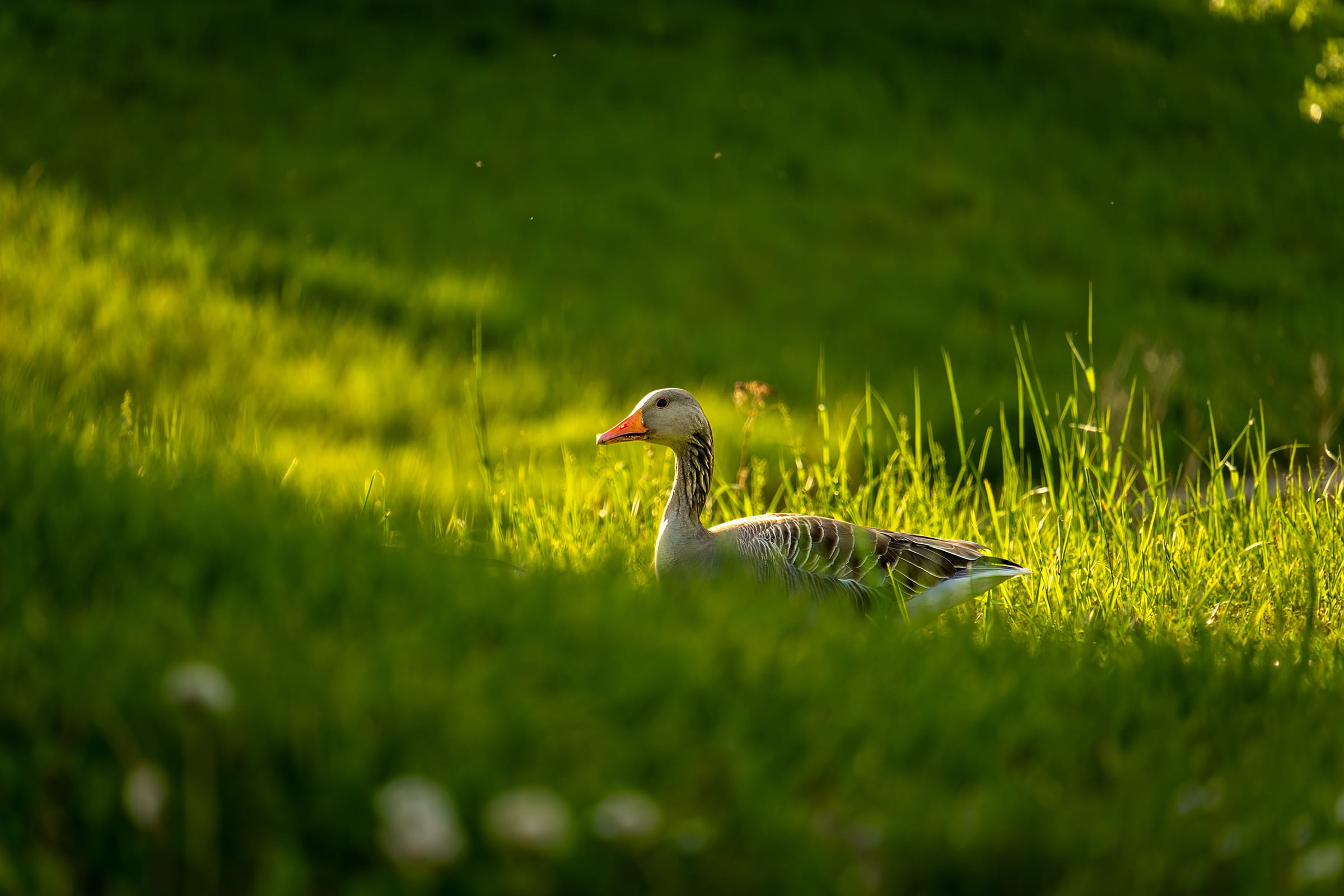 Duck