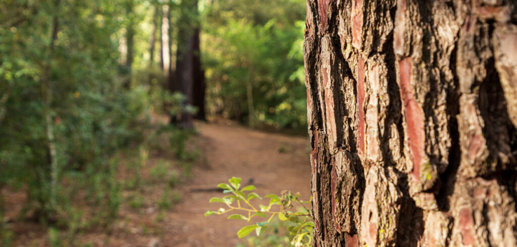Arbor Cropped