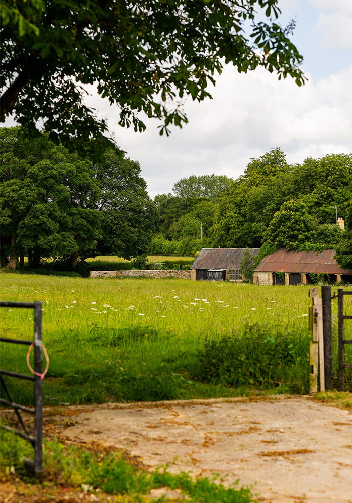 Grass