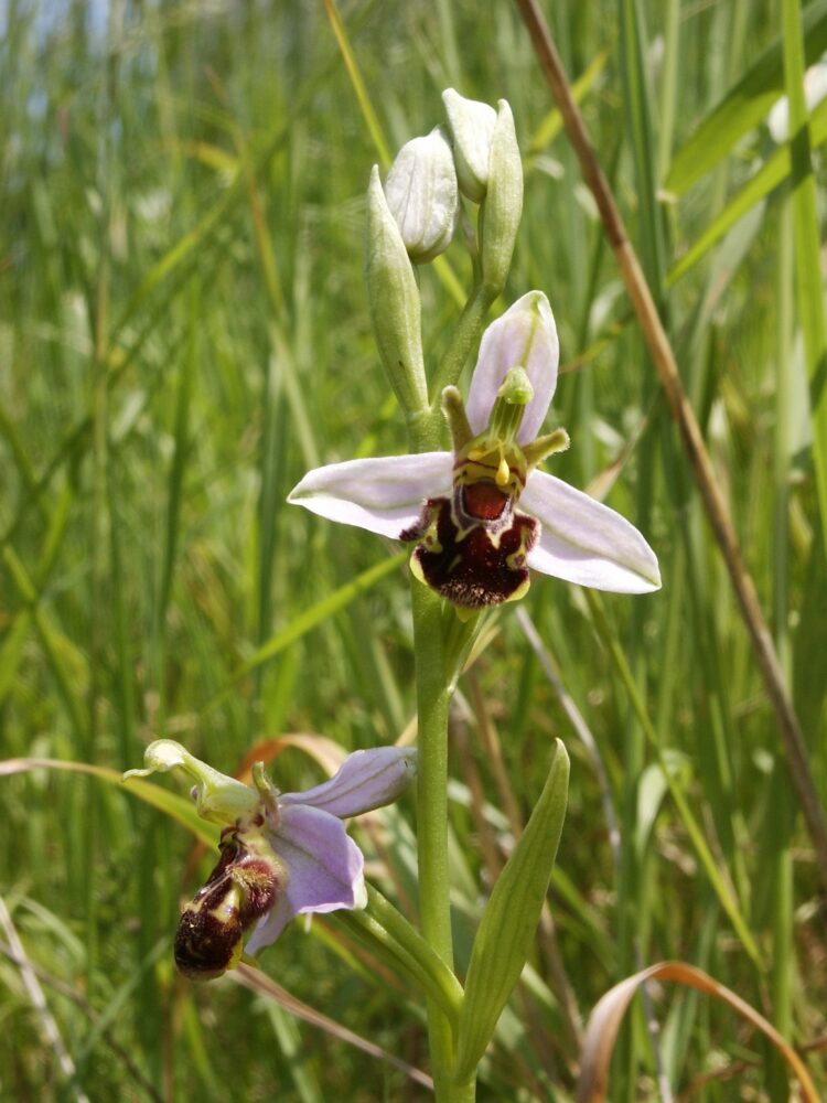 Bee Orchid in bloom