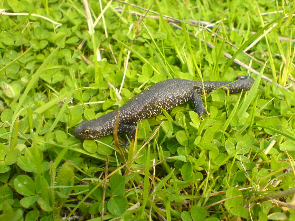 Newt 1000x750