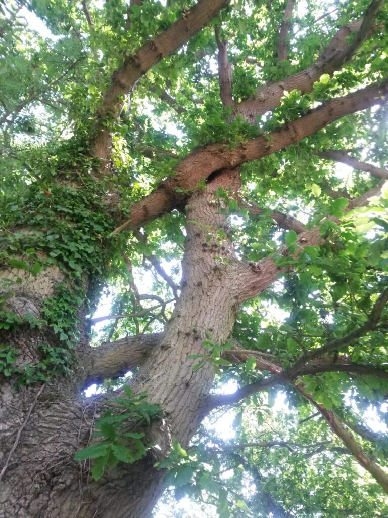 Picture of a large tree growing into the sky