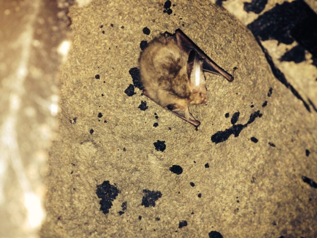 Repton Park, picture of a small Bat