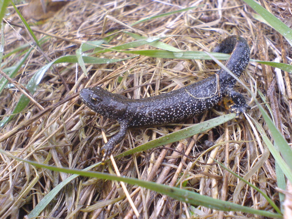 Repton Park, newt wildlife shot