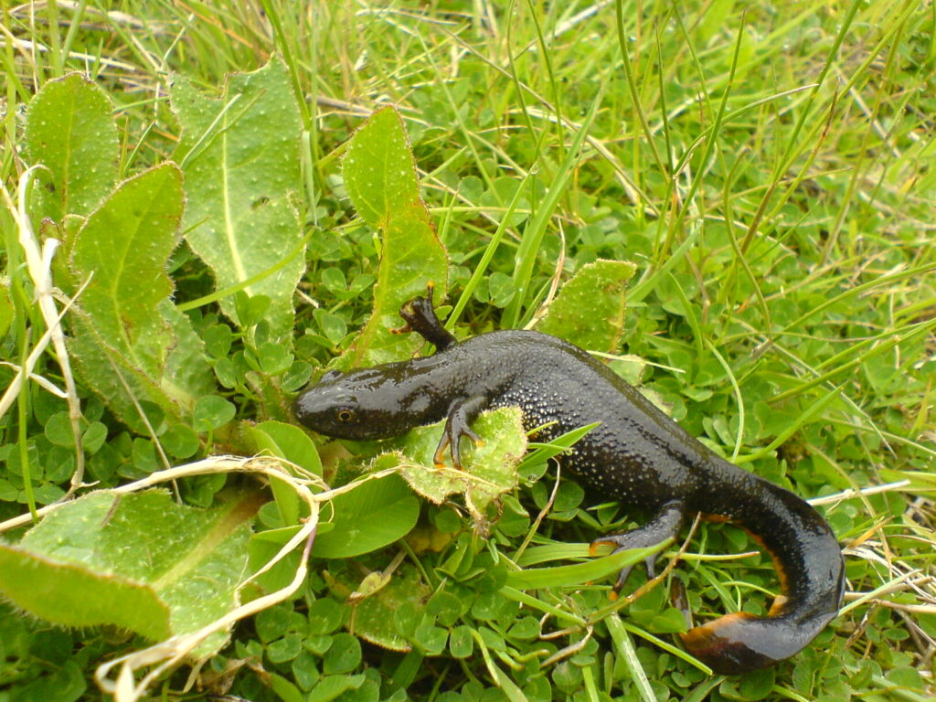 Repton Park, salamander out of water