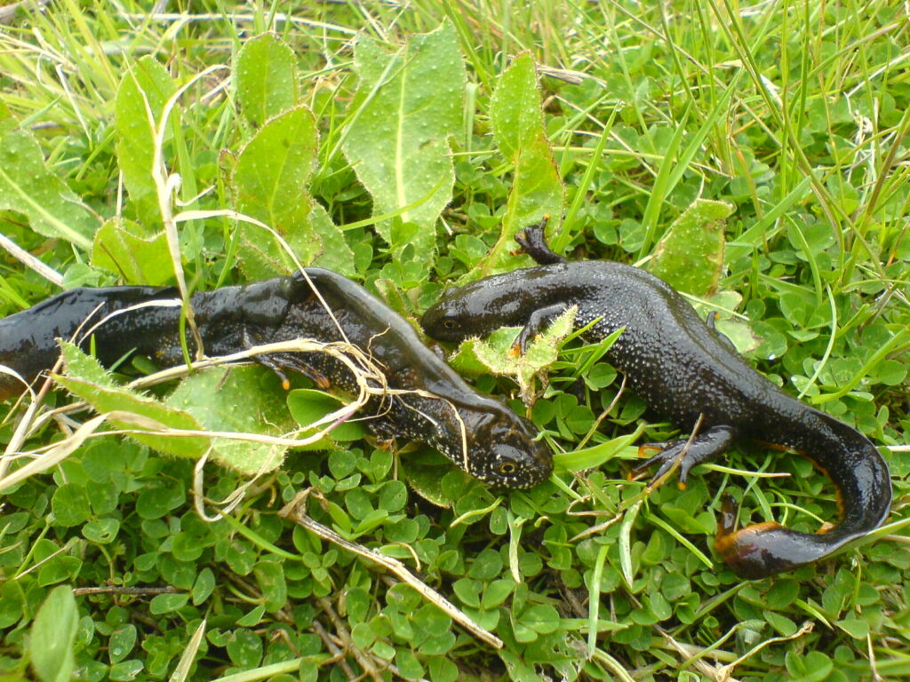 Repton Park, salamanders out of water
